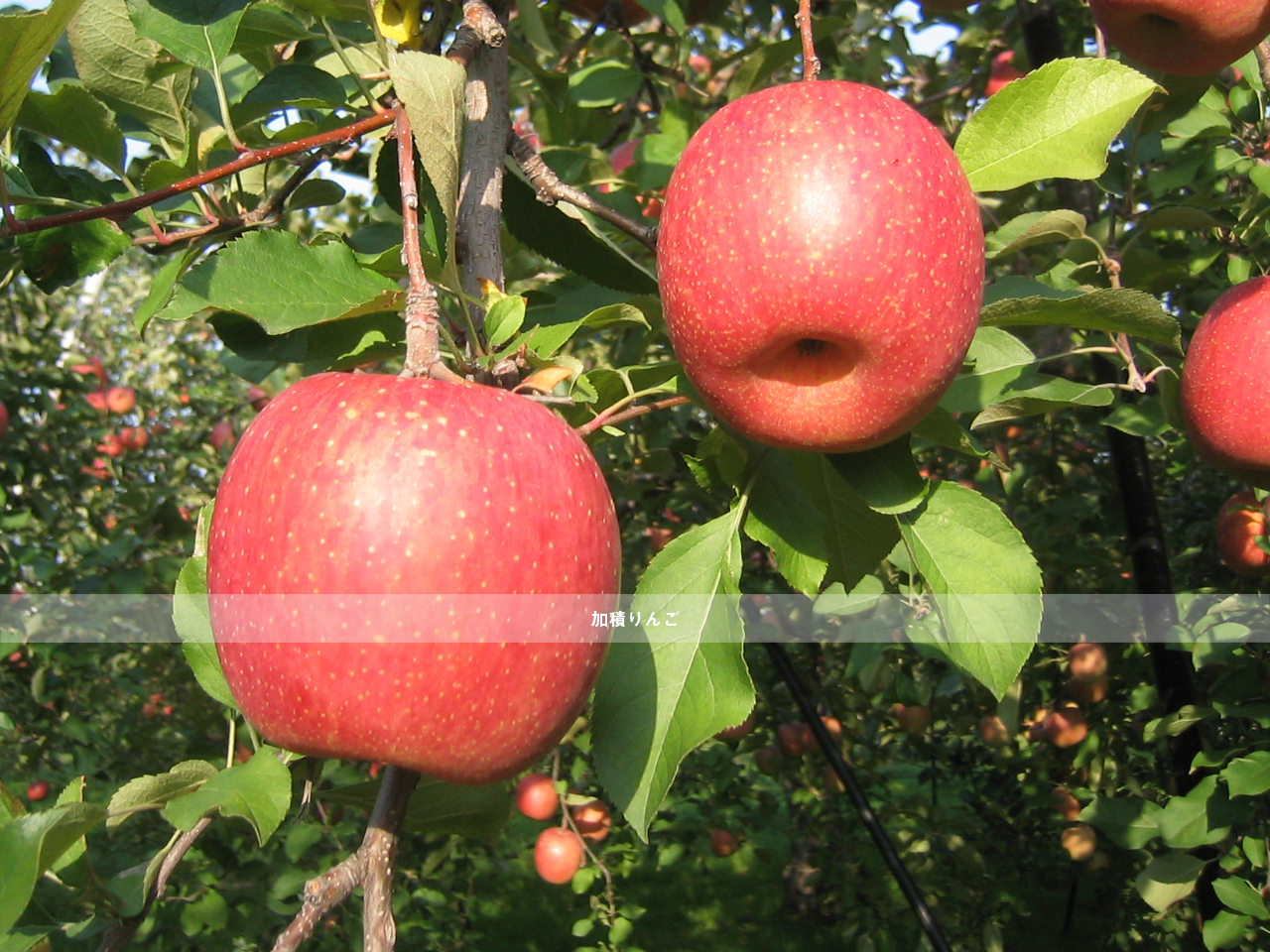 加積りんご